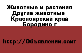 Животные и растения Другие животные. Красноярский край,Бородино г.